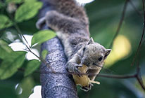 网络ddos攻击软件